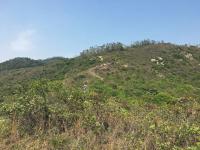 Trail descending towards Mui Wo