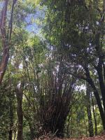 Bamboo, Blacks Link